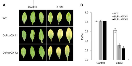 야생형과 DcPrx 과발현체의 식물 병원균 처리 후 표현형과 광합성효율(Fv/Fm) 비교