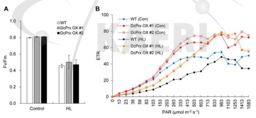 야생형과 DcPrx 과발현체의 강광 처리 후 광합성효율(Fv/Fm)과 전자전달율(ETR) 비교