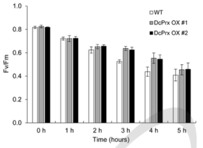 야생형과 DcPrx 과발현체의 UV-B 처리 후 광합성효율(Fv/Fm) 비교