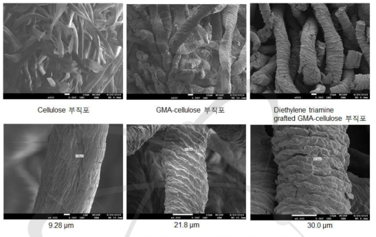 셀룰로오스의 표면개질에 따른 SEM 이미지.