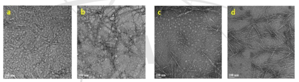 나노셀룰로오스의 TEM 이미지 (a:NCC-0, b:NCC-25, c:NCC-50, d:NCC-75).