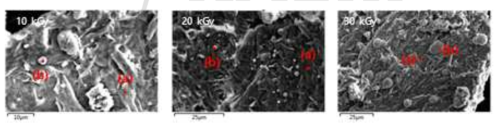 전자선 조사량에 따른 모폴로지 변화