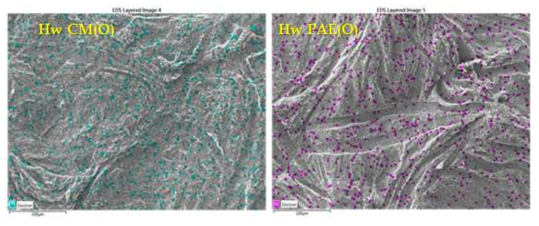 EDS images of CNF filters made from HwF-cm(O)-1 after filtration experiments.