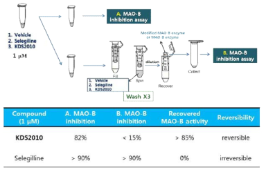 MAO-B 저해 효능의 가역성 vs 비가역성 테스트