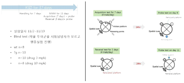 Morris water-maze 실험 일정 및 방법