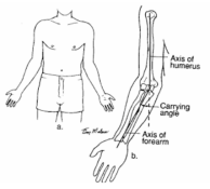 팔꿈치 관절의 carrying angle