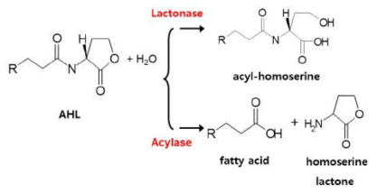 효소를 활용한 AHL분자 비활성화