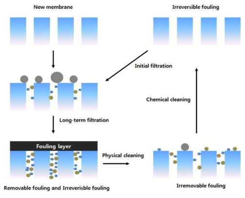 Removable fouling, Irremovable fouling, Irreversible fouling in Membrane bioreactors