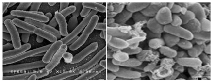 실험에 사용된 그람 음성 박테리아