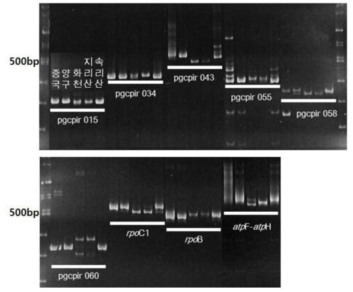 붉나무 수집종 간 다형성을 보이는 PCR 결과