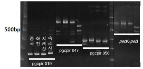 참싸리 수집종 간 다형성을 보이는 PCR 결과
