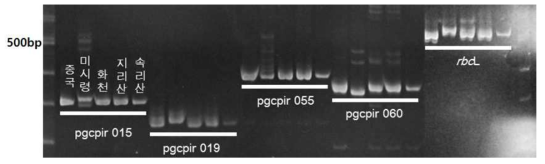 물오리나무 수집종 간 다형성을 보이는 PCR 결과