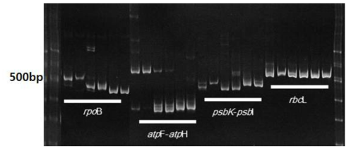 단풍나무 수집종 간 다형성을 보이는 PCR 결과