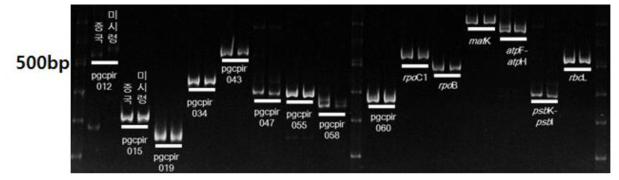 개쉬땅나무 수집종들의 PCR 결과