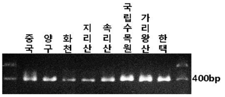 psbK-psbI 기반 국내외 수집된 붉나무 8개체의 PCR 증폭 결과