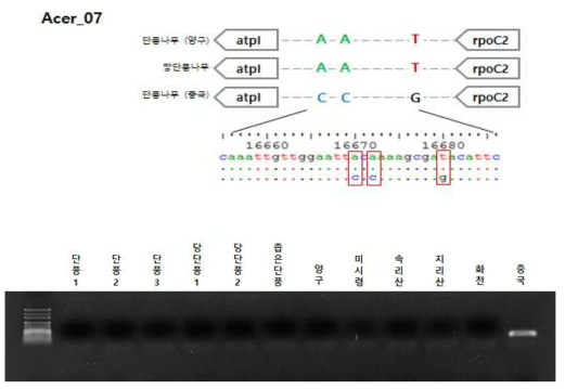 Acer_07 마커를 이용한 단풍나무(중국) 특이적인 amplicon 확인