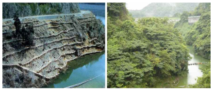 미노오가와댐 복원사례(시공 20년 후)