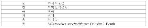 물억새의 식물분류학적 분류