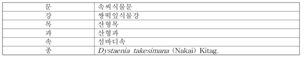 섬바디의 식물분류학적 분류