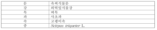 세모고랭이의 식물분류학적 분류