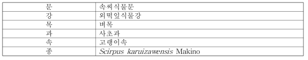 솔방울고랭이의 식물분류학적 분류