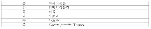 좀보리사초의 식물분류학적 분류