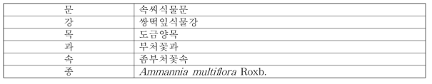 좀부처꽃의 식물분류학적 분류