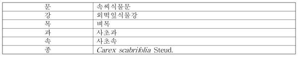 천일사초의 식물분류학적 분류