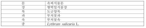 털부처꽃의 식물분류학적 분류