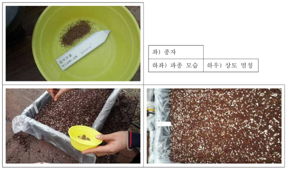 털부처꽃 파종