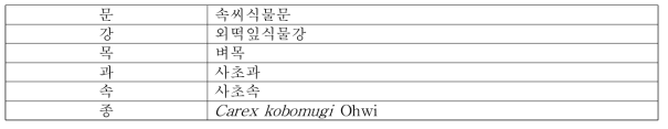 통보리사초의 식물분류학적 분류