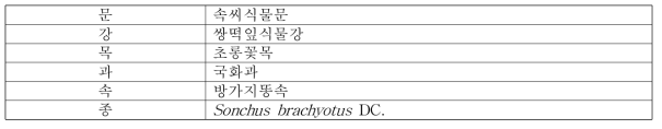 사데풀의 식물분류학적 분류