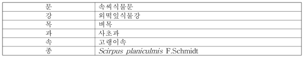 좀매자기의 식물분류학적 분류