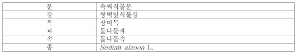 가는기린초의 식물분류학적 분류