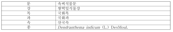 감국의 식물분류학적 분류