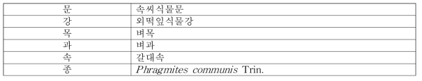 갈대의 식물분류학적 분류