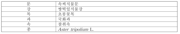 갯개미취의 식물분류학적 분류