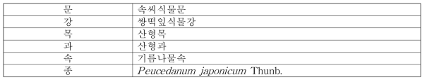 갯기름나물의 식물분류학적 분류