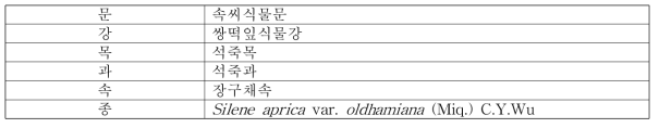 갯장구채의 식물분류학적 분류