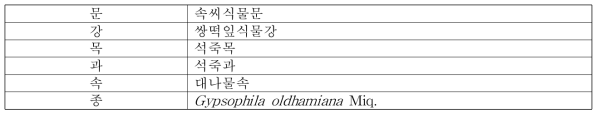 대나물의 식물분류학적 분류