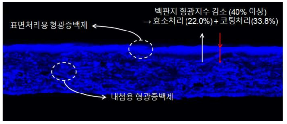 종이 두께방향 형광증백제 분포 CLSM 이미지