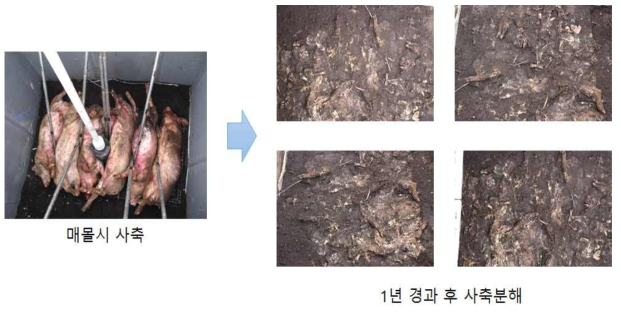 고온 분해미생물 적용 혐기 분해공정 cell에서의 사축분해