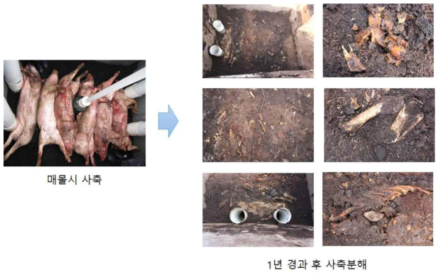 고온 분해미생물 적용 호기 분해공정 cell에서의 사축분해