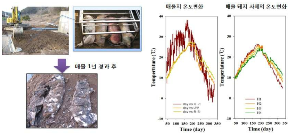 토양 매몰된 감염사축의 온도 변화