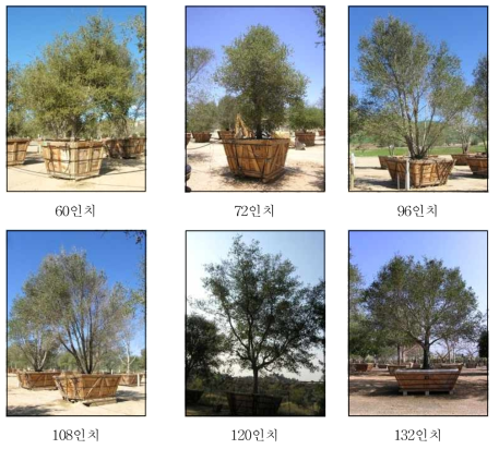Valley Crest Tree Company의 Quercus agrifolia 컨테이너 재배