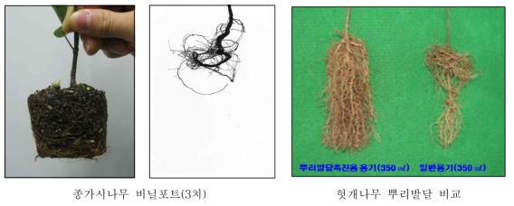 나선형 뿌리의 사례