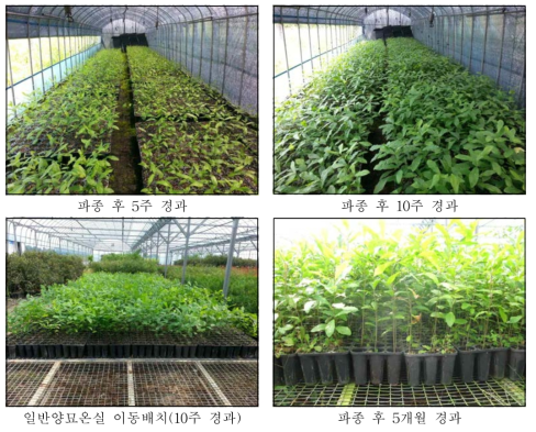 1단계 컨테이너 수목 대량생산체계의 빠른생육기