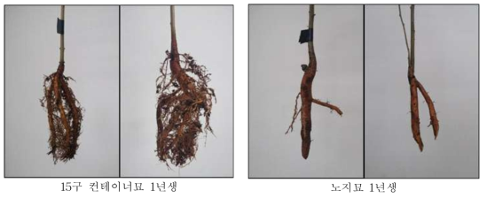 상수리나무 컨테이너묘와 노지묘의 뿌리발달 비교