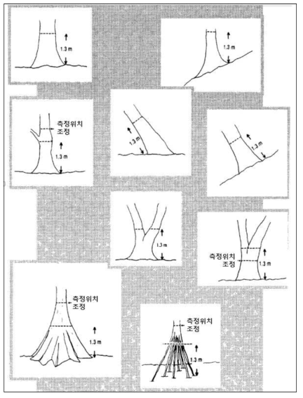 수간의 상태 및 유형에 따른 DBH 측정방법