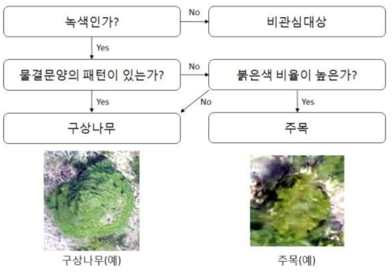 구상나무와 주목의 구분 방법